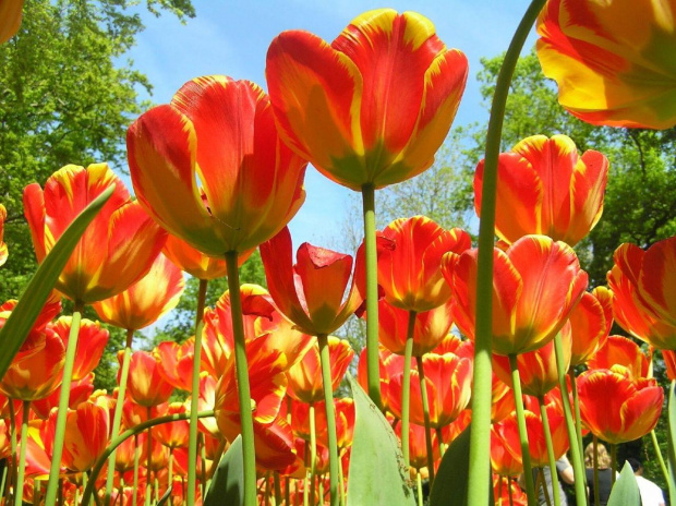tulipany z nl