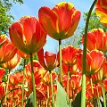 tulipany z nl