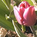 tulipek #KwiatyRoślinyTulipanyPrzyroda