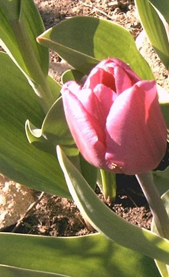 tulipek #KwiatyRoślinyTulipanyPrzyroda