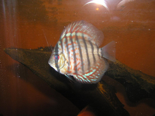 rybki