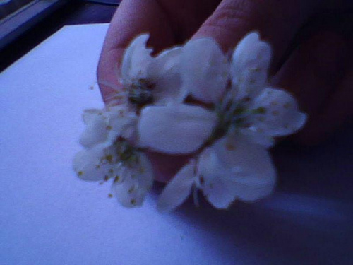 Kwiatki z jabłoni. #Wiosna2007