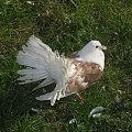 Prawie jak paw :D #natura #przyroda #gołąb #ptaki #nature #DerNatur #pigeon #birds