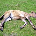 "beztroskie" dzieciństwo bywa bardzo męczące, tylko dorośli jakoś szybko o tym zapominają, ten "padł" na środku pastwiska :) #koń #konie #źrebak #źrebię