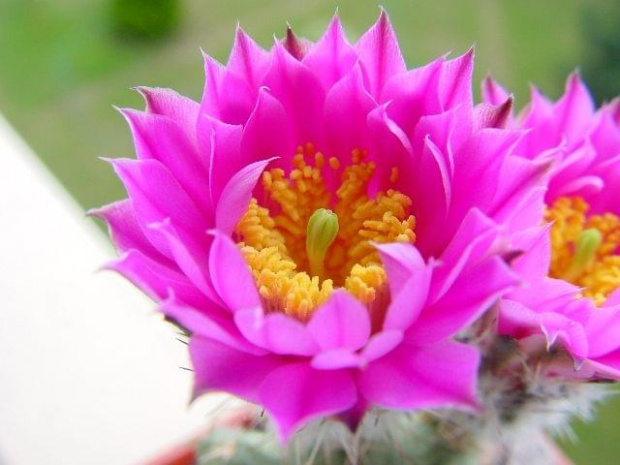 Echinocereus pulchellus