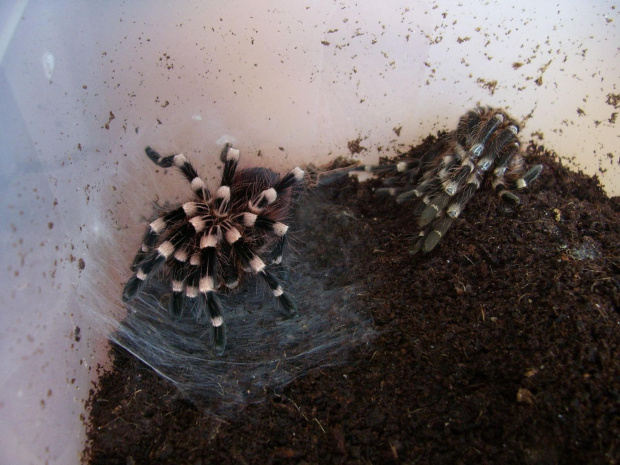 A. geniculata