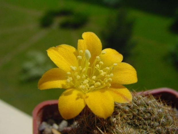 Rebutia marsonerii