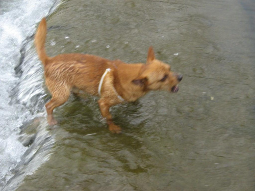 Chico wiecznie szczekający, nawet na wodę :D
