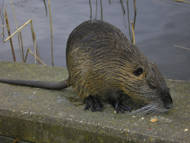 nutria