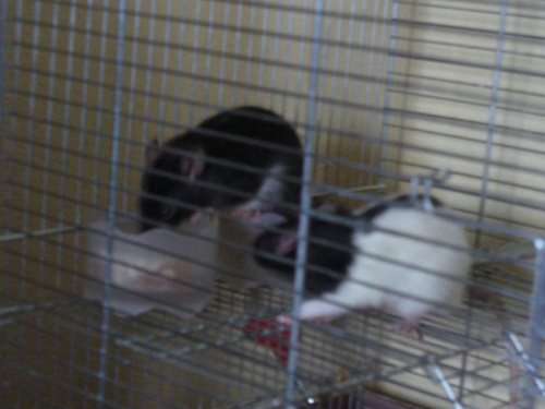 Szczury #szczury