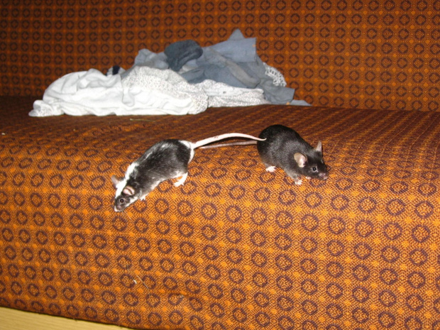 Myszy na wersalce