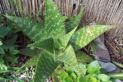 jeden z moich kaktusów,,,niestety już przekwitły :( #kaktus