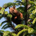 Wiewiórka na drzewie w moim sadzie. TAK! Na sadzie nie mam tylko drzew owocowych, są też inne :P
W ogóle się nie bała, więc można jej było pstrykać fotki do woli :] #Wiewiórka