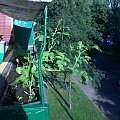 Zasadziłem ziemniaczka po cichu przed babcią w skrzynce balkonowej... I oto efekt :-)) #ziemniak #Łódź