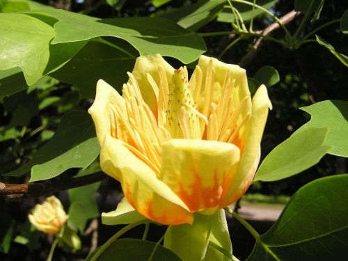Tulipanowiec w parku pałacowym w Krasiczynie #Tulipanowiec #kwiat