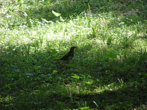 Ptaki w pałacowym parku w Krasiczynie - drozd śpiewak #ptaki #Krasiczyn