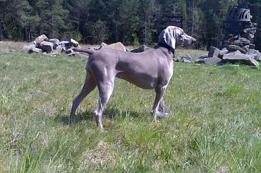 Agnes Wyżeł Weimarski #wyżeł #weimarski #weimar #pies #psy #psiak #psiaki #szczeniak #szczeniaki