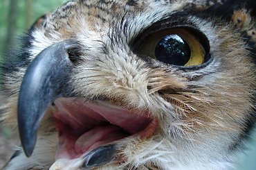 #sowa #zwierzęta #natura #oko #ptaki