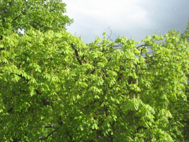 #drzewa #niebo #uczelnia #deszcz #krople #liście #gałęzie #chmury #szyba #okno