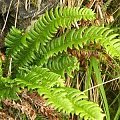 Polysticum lonchitis