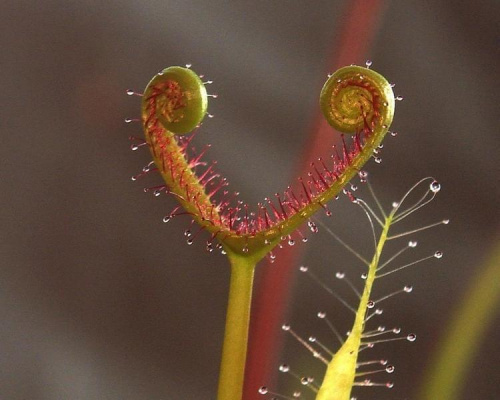 Drosera binata