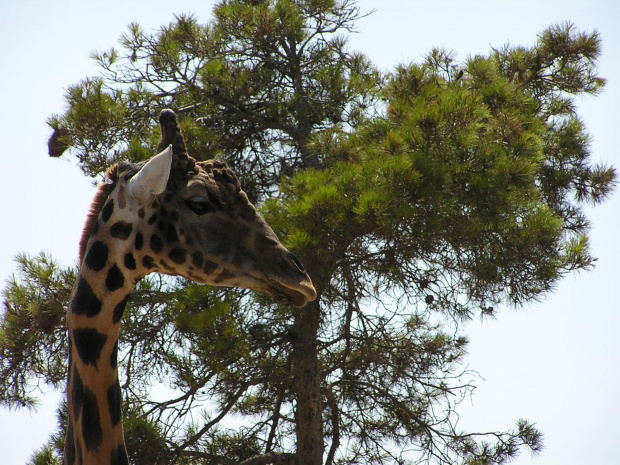 Majorka, Safari Park #Majorka #zwiedzanie #zwierzęta #żyrafa