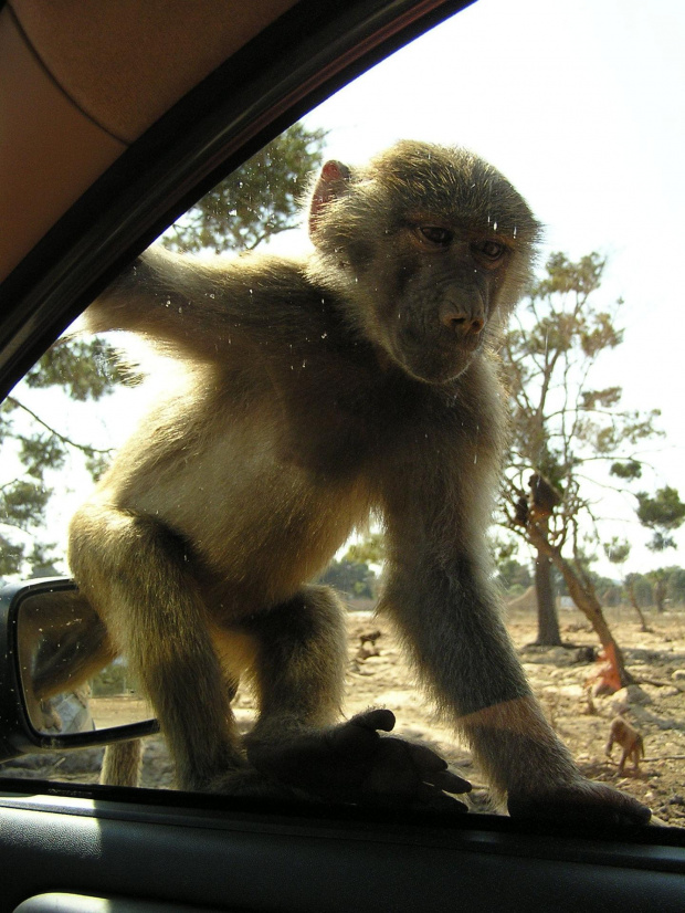 Majorka, pasażer na gapę w Safari Park #Majorka #zwiedzanie #zwierzęta #małpa