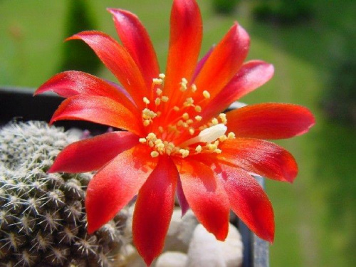 Rebutia krainziana