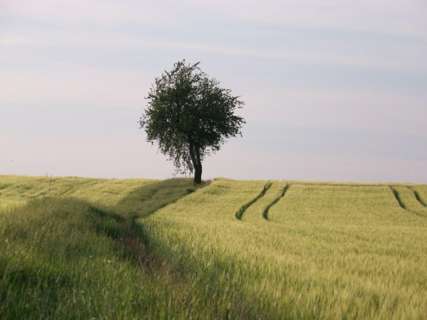 Dżewko na polach #drzewo #drzewa #roślina #rośliny #pola #pole #natura #przyroda #krajobrazy #krajobraz