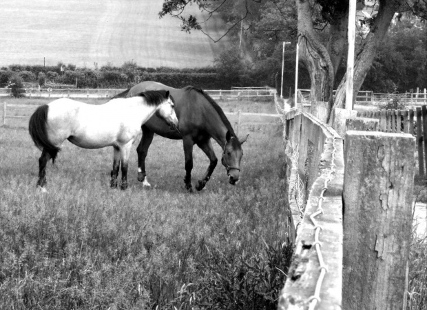 Fujifilm S9600 (28-300mm)
+ Photoshop #Konie #koń #zwierzęta #animals