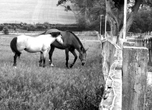 Fujifilm S9600 (28-300mm)
+ Photoshop #Konie #koń #zwierzęta #animals