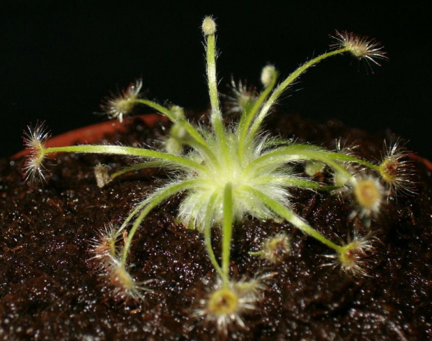 Drosera broomensis