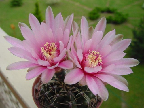 Gymnocalycium