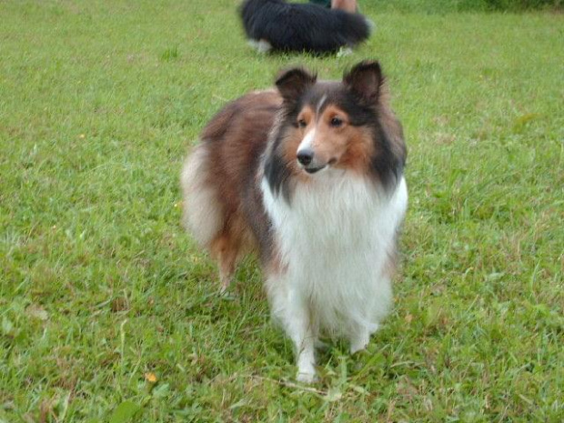 Lassie