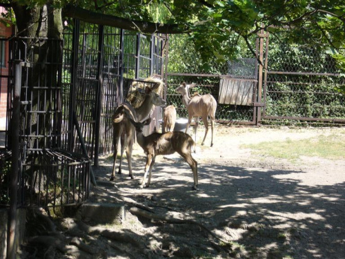 Zoo - Chorzów