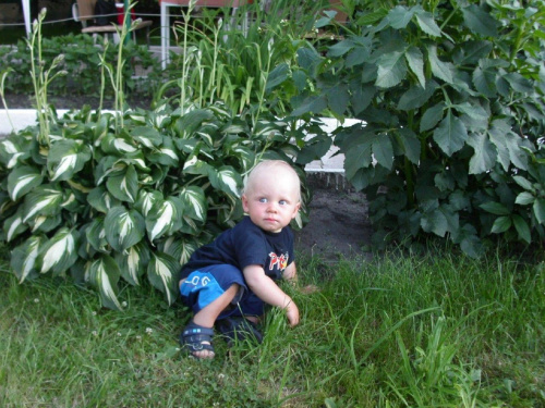 Borys ogrodnik.