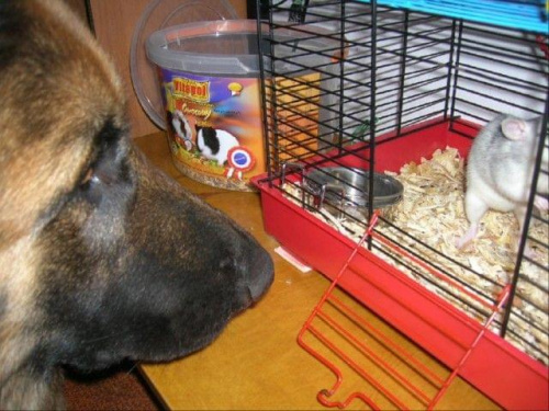 Szczurek i Inez