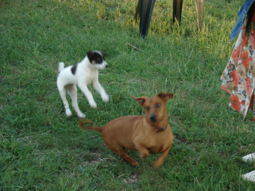 Maksik (rudy) i Maślana (Biała w czarne plamy) #maksik #maślana