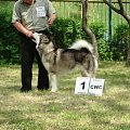 ALASKAN MALAMUTE - HURRICANE Appalachian _ reproduktor