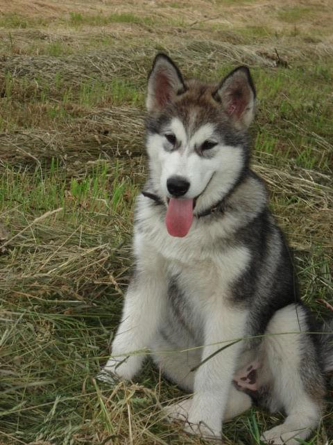 ALASKAN MALAMUTE, JULY RAIN Appalachian