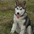 ALASKAN MALAMUTE, JULY RAIN Appalachian