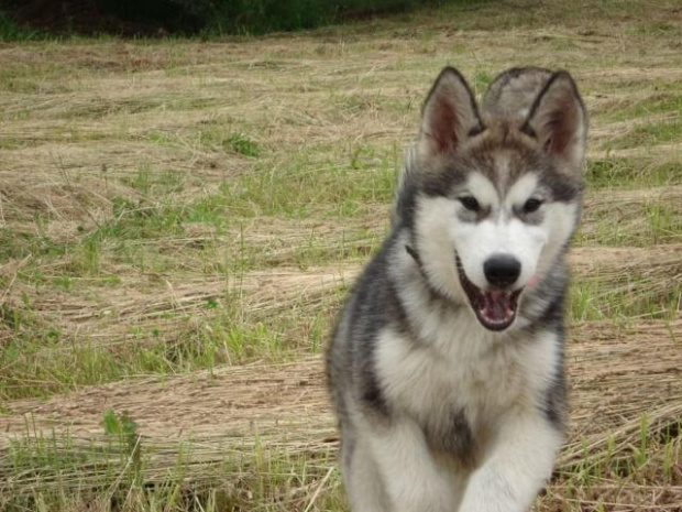 ALASKAN MALAMUTE, JULY RAIN Appalachian