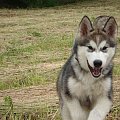 ALASKAN MALAMUTE, JULY RAIN Appalachian