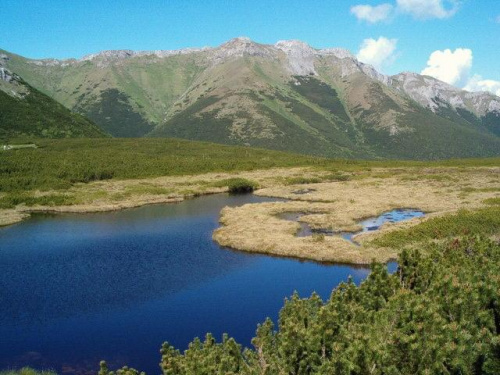 Stręgacznik #Tatry