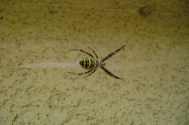 Pajak tygrzyk #Tygrzyk