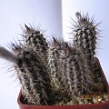 Setiechinopsis mirabilis