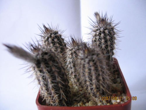 Setiechinopsis mirabilis