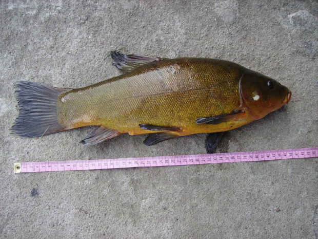 LIN 1,6 kilo 46 cm