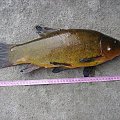 LIN 1,6 kilo 46 cm