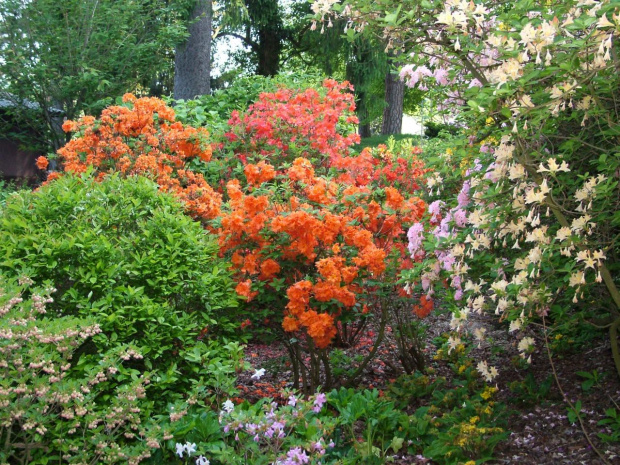 ARBORETUM w WOJSŁAWICACH